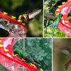 Helix Hummingbird Feeder