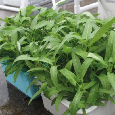 Self-Watering Planter